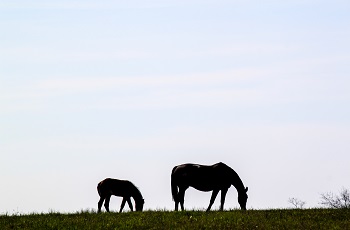 Mare and Foal